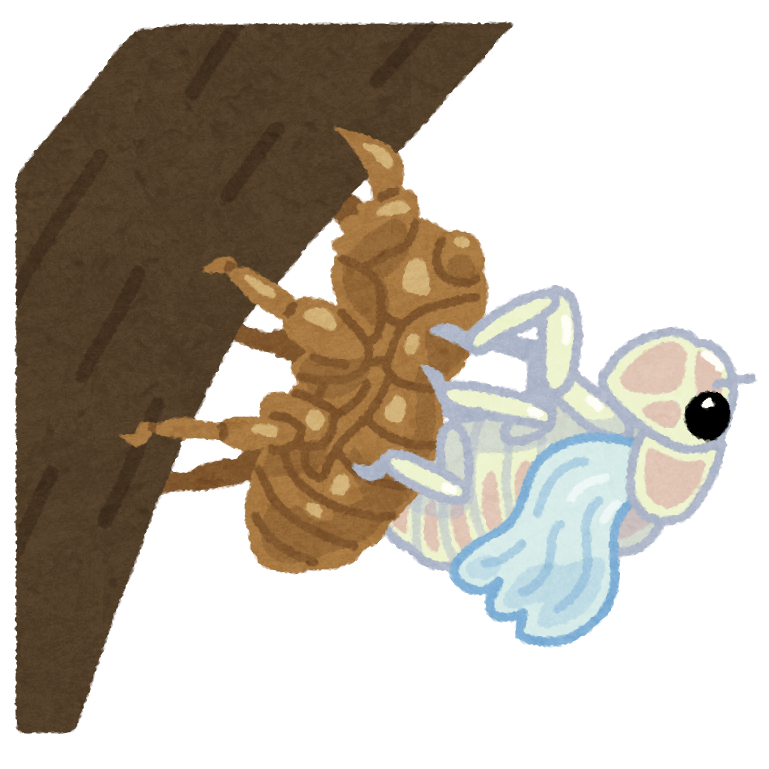 蝉の羽化のイラスト かわいいフリー素材集 いらすとや 蝉の羽化のイラスト かわいいフリー素材集 いらすとや