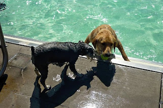 Kola trying to get the ball from Scout at the 2010 Dog Days event in Grand Junction