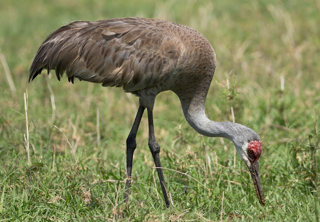 Sandhill Crane - Joe Overstreet Road, Florida