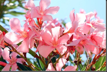 oleander