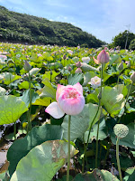 賞荷秘境 三芝山豬堀荷花田 牡丹蓮