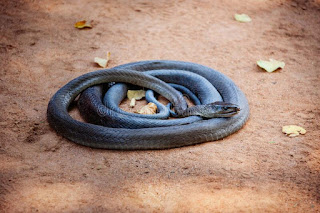 Black Mamba Snake Facts in Hindi