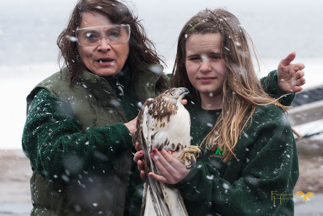 The youngest member of "Team REGI" positions a rehabilitated red-tailed hawk for release.