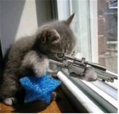 pics of funny cats with guns. cats are