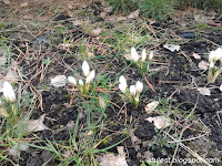 krokusy białe