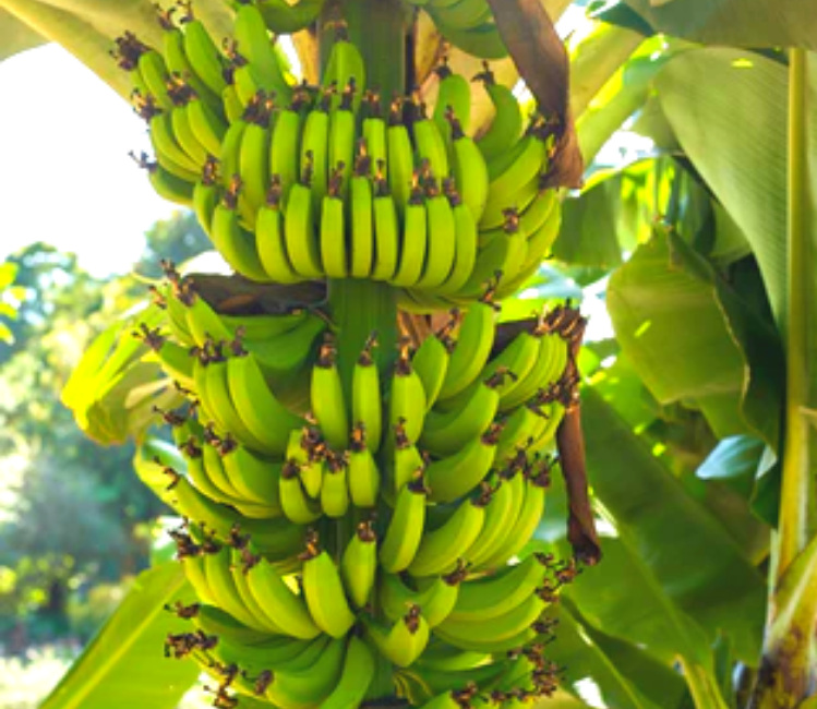 bibit pohon pisang tanduk cocok buat koleksi kebun batang Jawa Timur