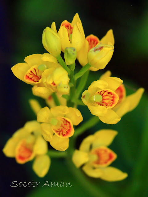 Cephalanthera falcata