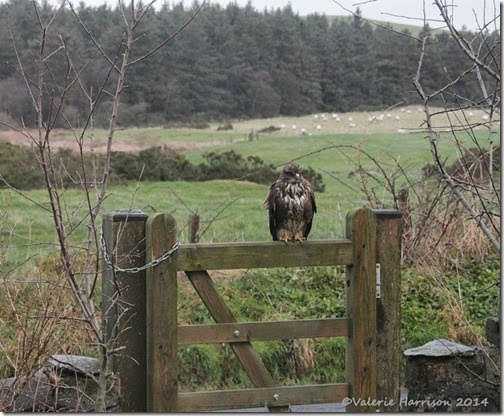 2 Buzzard-on-gate