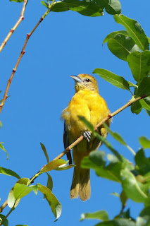 Icterus galbula - Oriole de Baltimore - Oriole du Nord