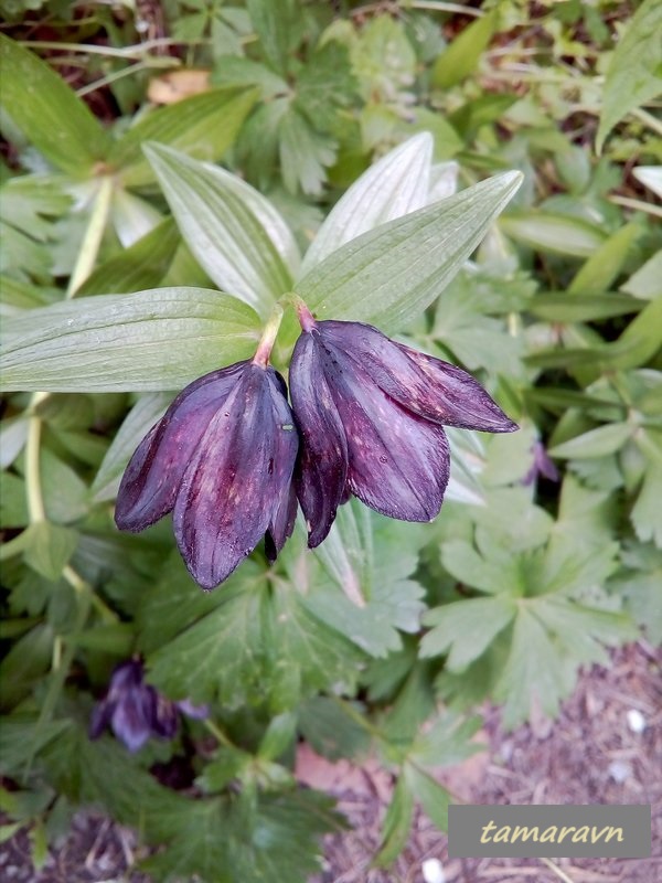 Рябчик камчатский (Fritillaria camschatcensis)