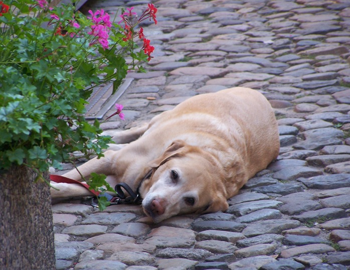 Chien 1