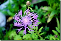 Centaurea dealbata