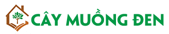 Cây Muồng Đen