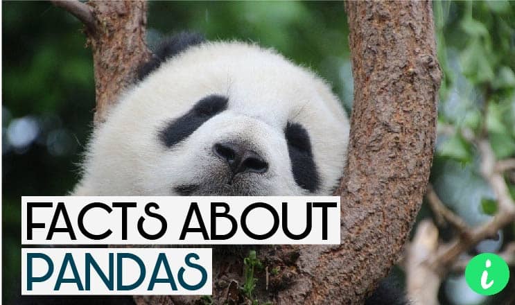 Panda Facts