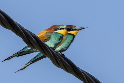 Bee-eaters on wire at Tsiknias River
