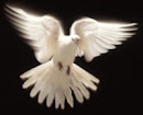The Spirit Of Truth