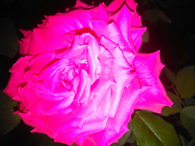 rosa luminosa