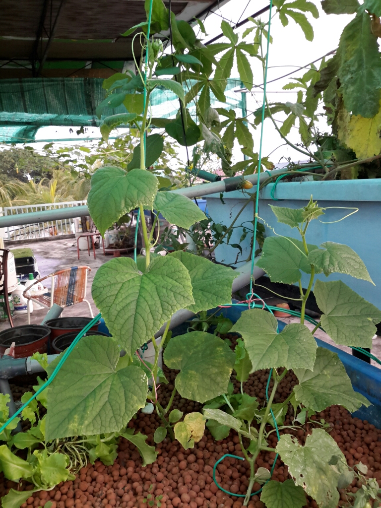 aquaponics Tanjung Sepat: Aquaponics : Japanese Cucumbers ...