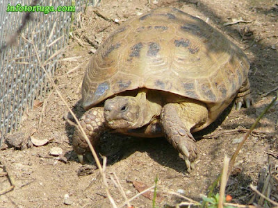 Tortuga rusa (Testudo horsfieldii)