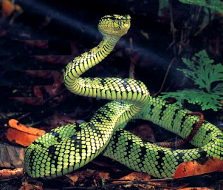 snake coiled to strike