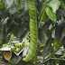 Guamo Churimo (Inga edulis)