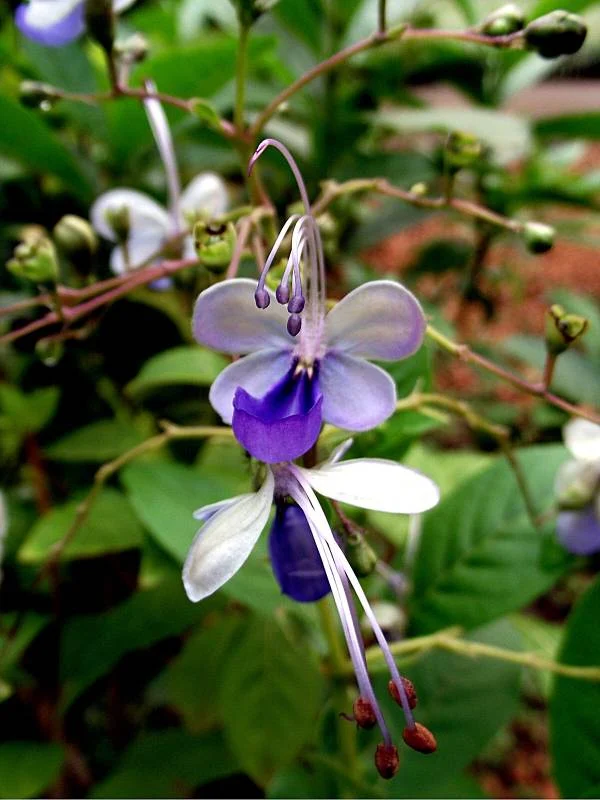 Dicas e cuidados sobre a Flor-borboleta ou Rotheca myricoides Borboleta-azul