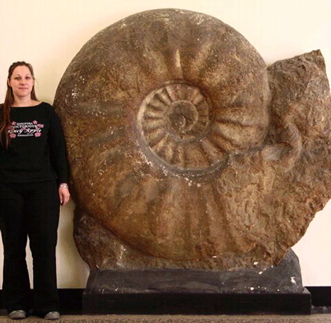 古代の貝アンモナイト 最大の化石は直径2mもある N ミライノシテン