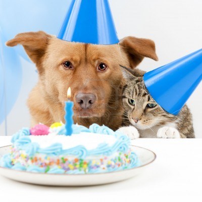  Birthday Cakes on Thought About Throwing Your K9 Friend A Birthday Party  Doggy Birthday