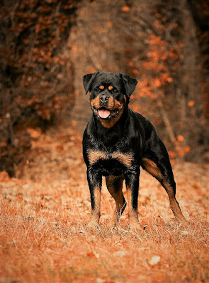 Top 3 types of Rottweiler | Rottweiler Dog Breed Information and Characteristics