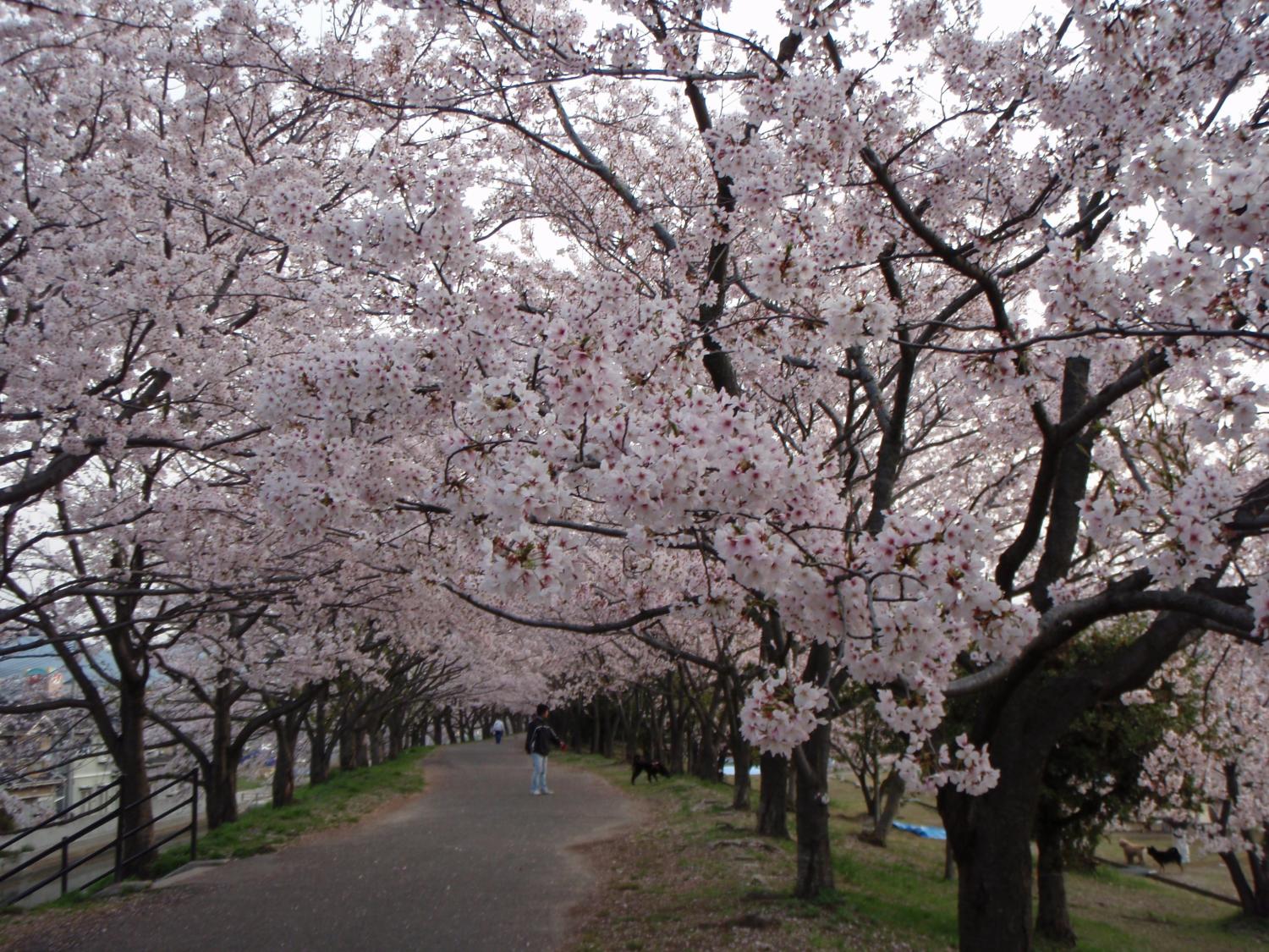  Gambar Pemandangan Bunga Sakura gambar pemandangan bunga 