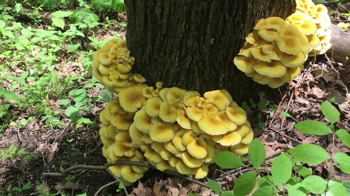 Yellow oyster mushroom in Delhi NCR | Oyster mushroom supply | Biobritte mushroom center