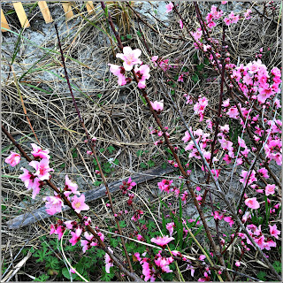 Myrtle Beach First three days of March 2019 - Shapes