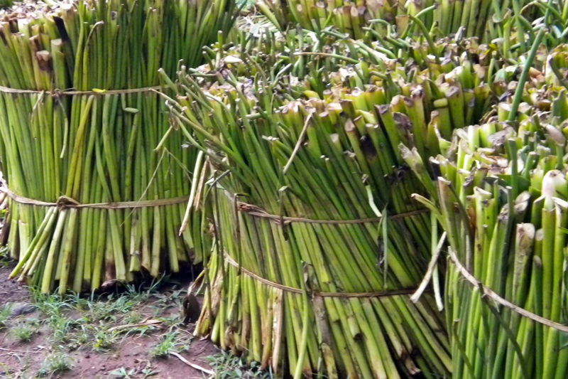 Ilmu Textill Serat  Alam  Batang Dan Daun Serat  Batang dan Daun