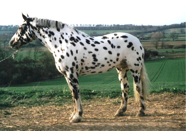 The beautiful Appaloosa horses | American horse breed