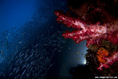 coral reef at archipelago raja ampat 2