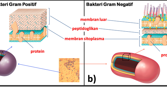 Info Mikrobiologi PEWARNAAN DIFERENSIAL PEWARNAAN GRAM