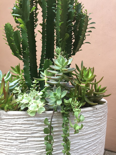 cactus, cacti, cactus planter, sedum succulent, succulents, succulent planter, Euphorbia trigona 'African Milk Tree', miami succulents, miami cacti, miami cactus, garden design, custom planters, Portulacaria afra 'Elephant Bush' succulent, Graptosedum 