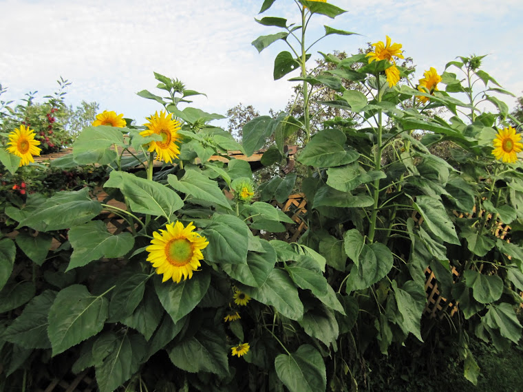 Sunflowers, Russian Giant