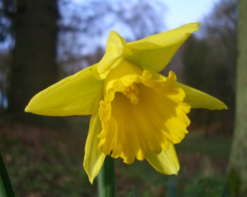 Daffodil Flower HD Wallpapers Free Download