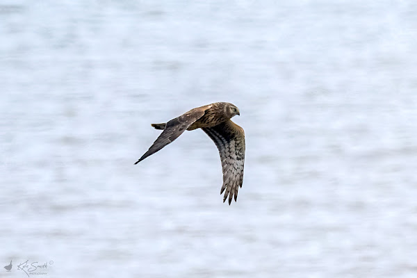 Hen harrier