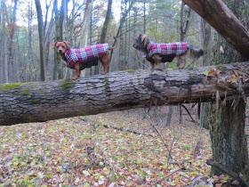 two little dogs on a log