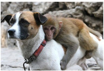 Funny Dog and Monkey