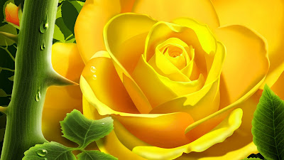 Beautiful Yellow Rose Background