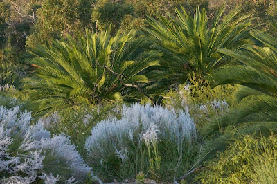 Macrozamia fraseri