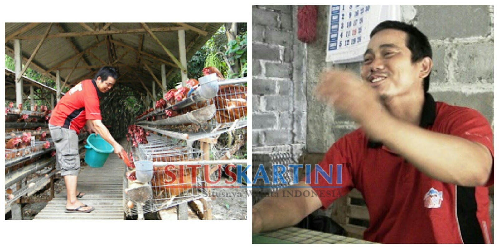 Bambang Mantan TKI Taiwan Yang Sukses Di Usaha Peternakan Ayam