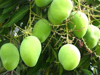 How to control pests and plant diseases of mango plant