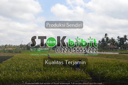 Gaharu                                      bibit tanaman gaharu