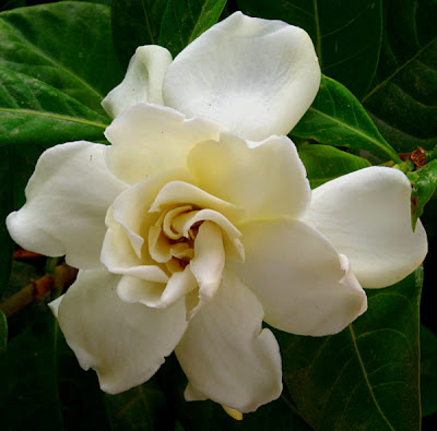 Gardenia Tree Care. care can be grown incom a