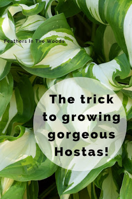 Grow beautiful hostas