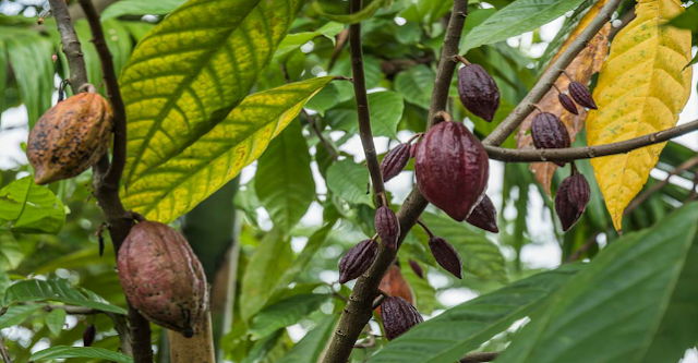 Which-was-the-first-country-to-grow-cocoa